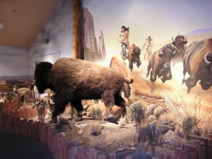 Wildlife Museum-Buffalo